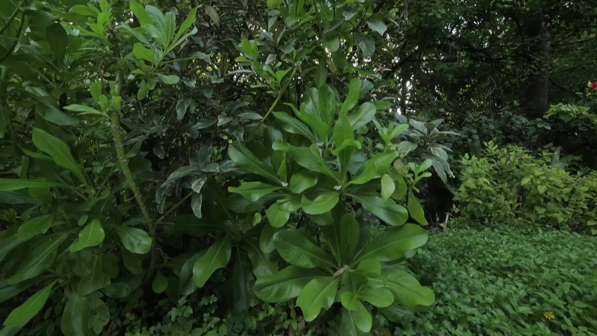 花和植物在印地海的一个岛屿上的异国情调视频的预览图
