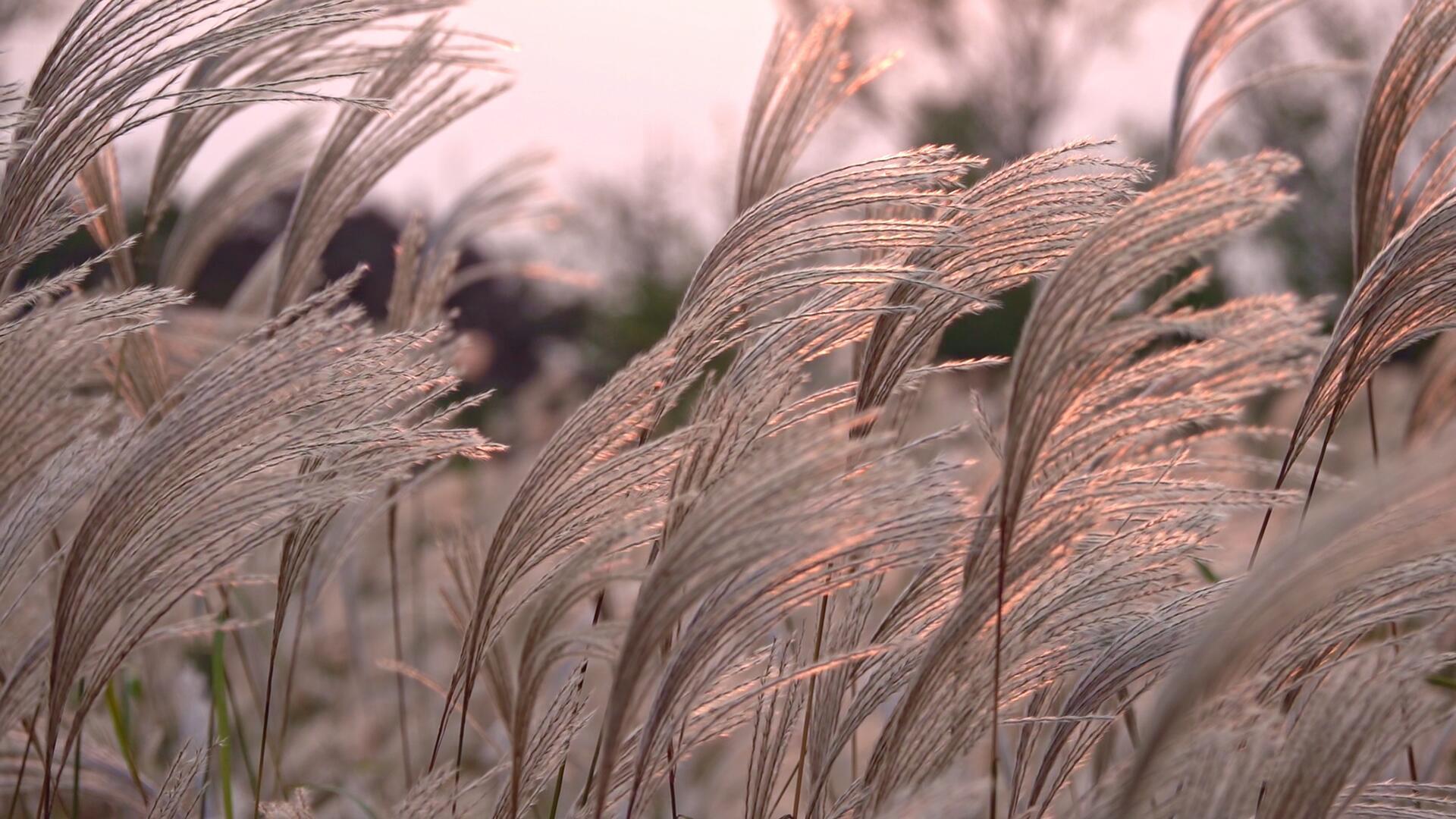 夕阳斜照下的一片芦苇视频的预览图