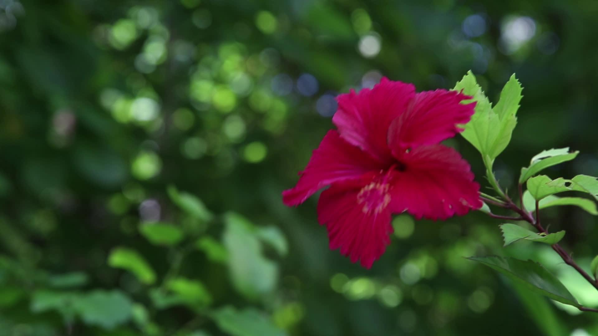 花和植物在印地海的一个岛屿上的异国情调视频的预览图