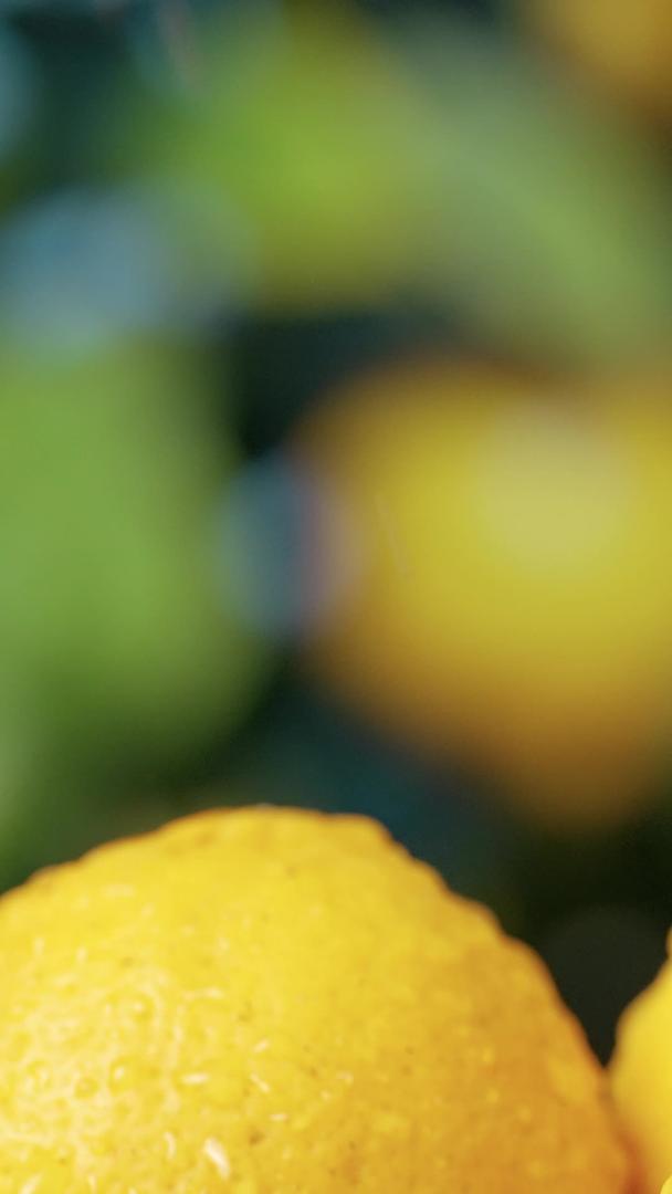 柠檬水果在雨中视频的预览图