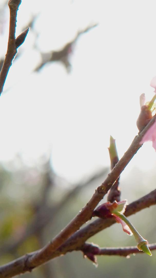美丽的阳光春花盛开视频的预览图