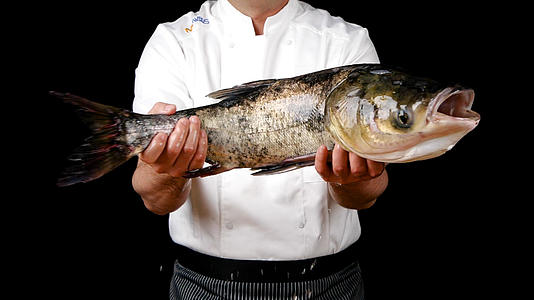 升格活鱼胖头鱼白鲢鱼鲜鱼厨师处理活鱼视频的预览图