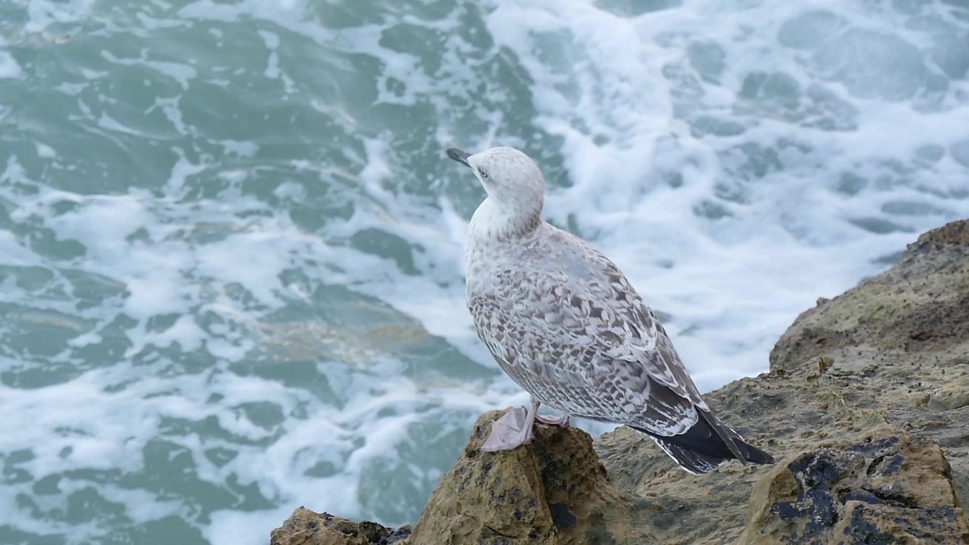 海鸥笼罩在海边的岩石上视频的预览图