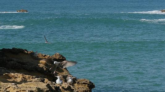 海鸥笼罩在海边的岩石上视频的预览图