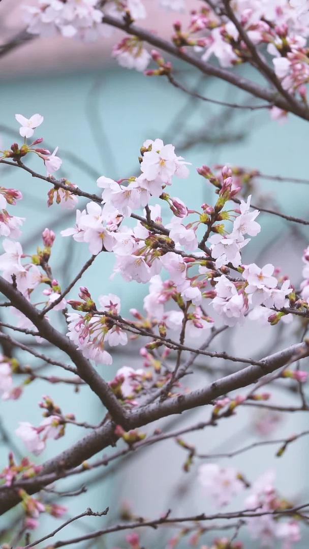 春季花期盛开的白色樱花素材视频的预览图