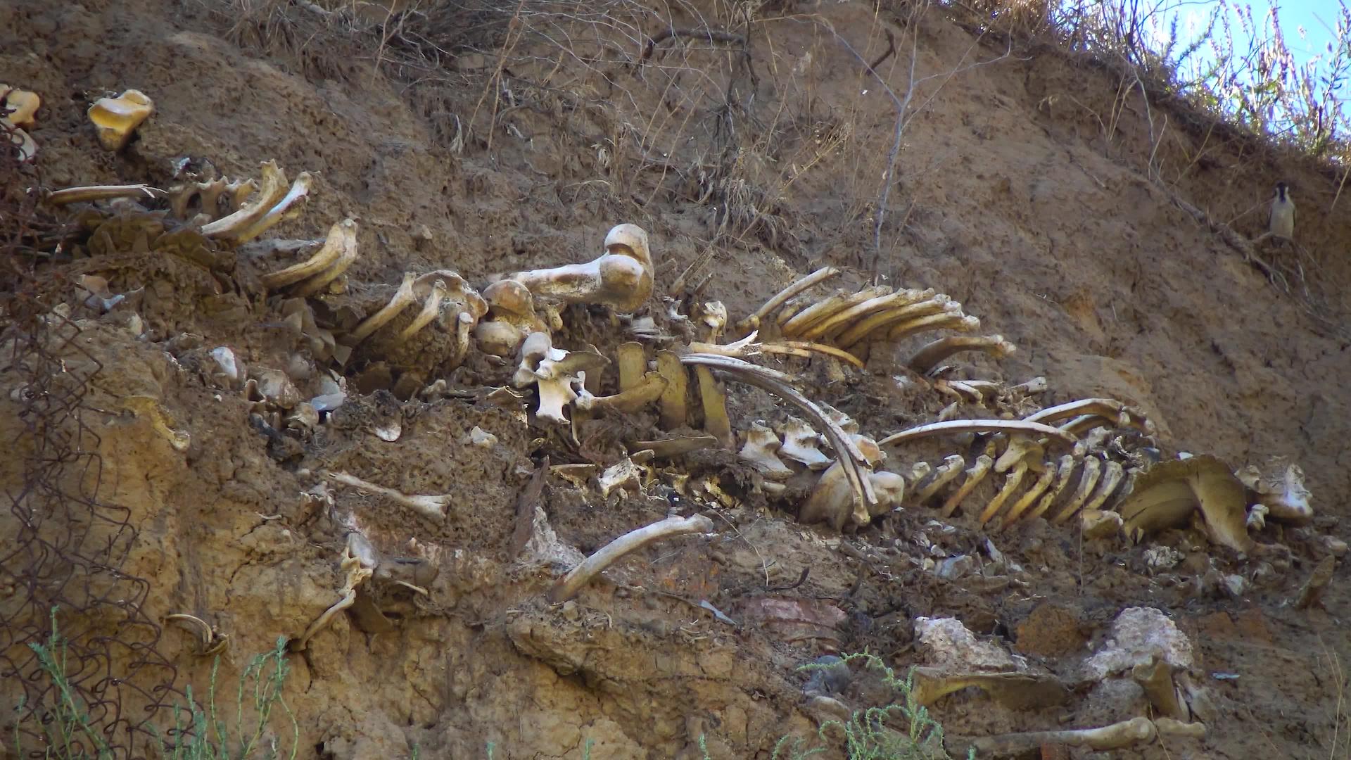 巨大的动物骨从倒塌的岸边涌出视频的预览图