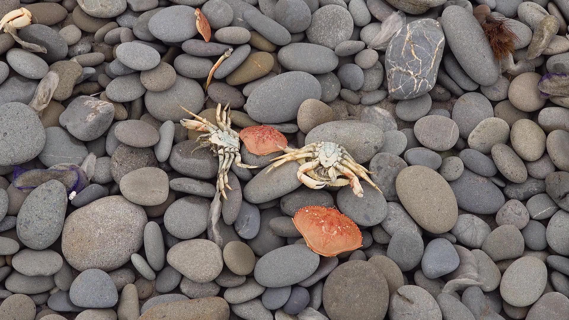 卵石上的蟹壳风暴排放在太平洋海岸奥林匹克国家公园视频的预览图