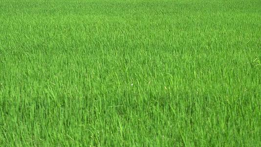 移动到绿色稻田视频的预览图