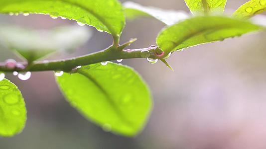 春夏季雨水绿叶上的水滴视频的预览图