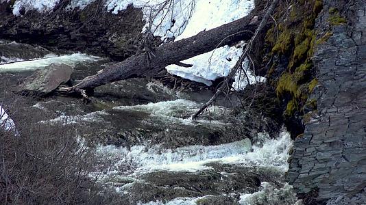 干净的小溪倒塌了国家公园的森林被我们抢走了Washtonusa视频的预览图