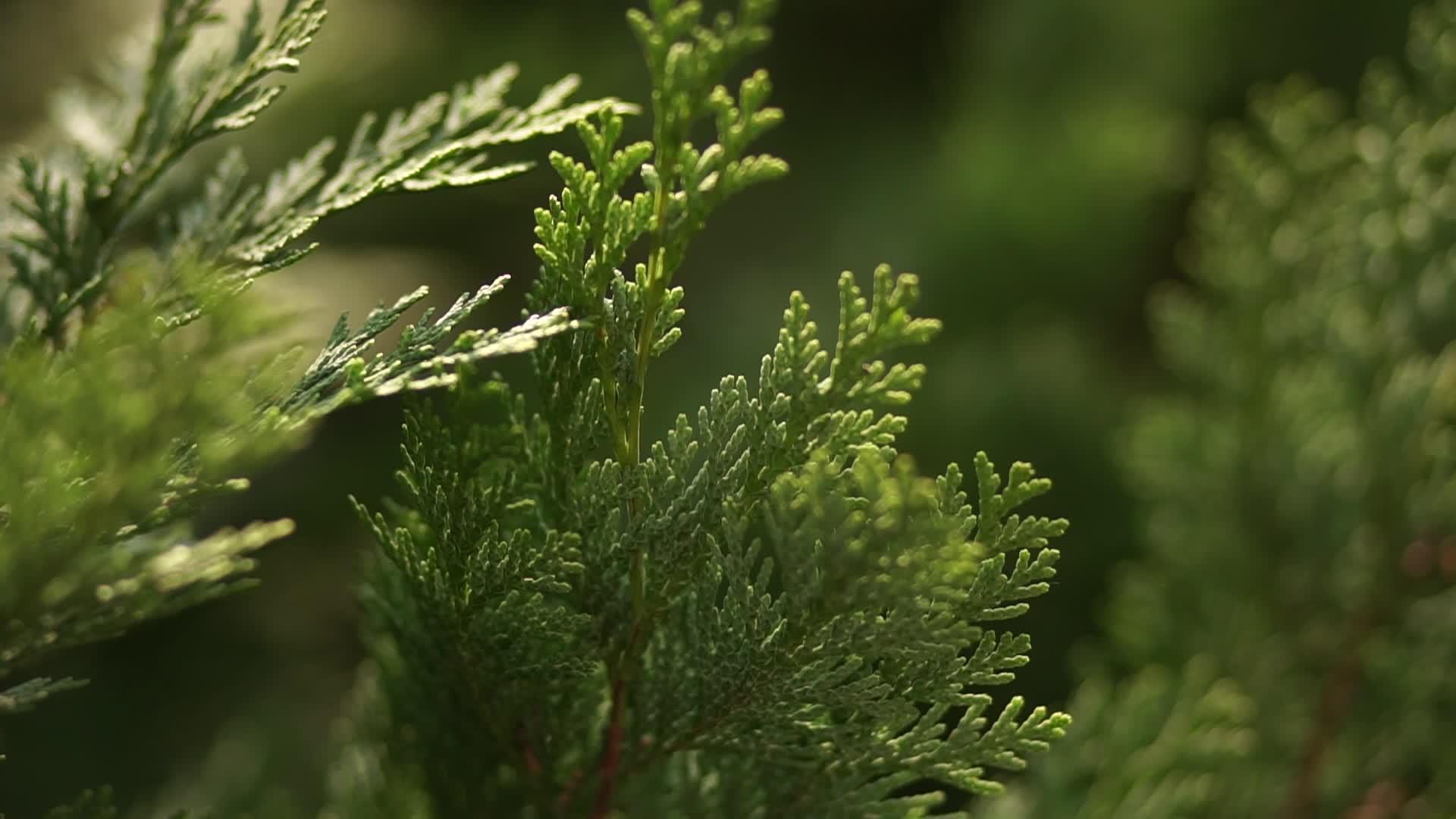 永生针叶植物视频的预览图