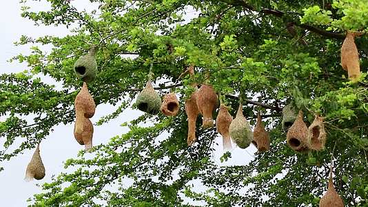 挂在树上的麻雀巢视频的预览图