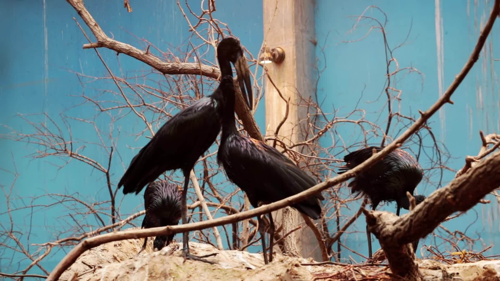 近视鸟巢上美丽的黑鸟视频的预览图
