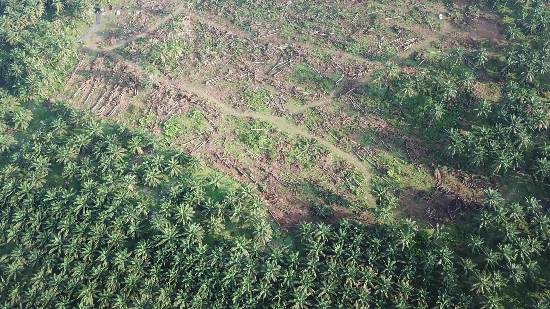 在Malaysia观察种植空气中的清空土地视频的预览图