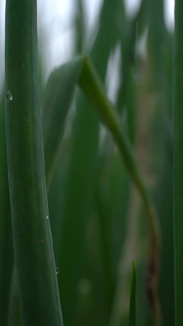 春雨农作物实拍微距拍摄视频的预览图