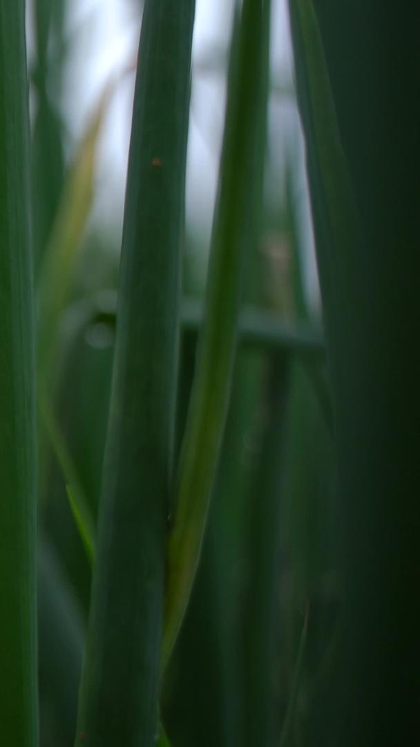 春雨农作物实拍微距拍摄视频的预览图
