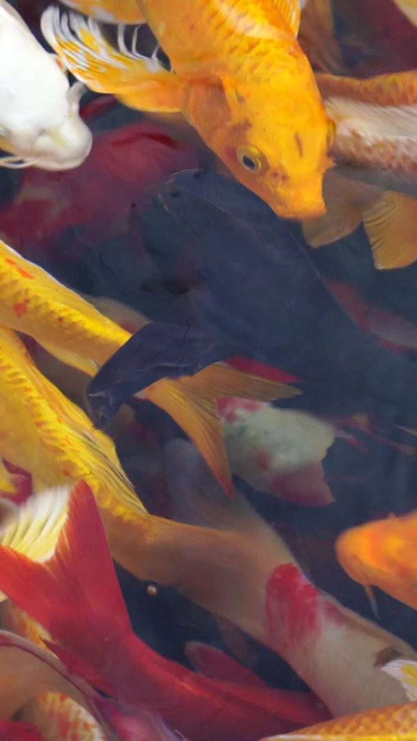 锦鲤金鱼实拍视频素材素材视频的预览图