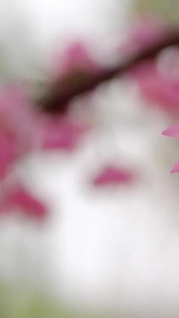 春天自然风光摇摆的花朵视频集合视频的预览图