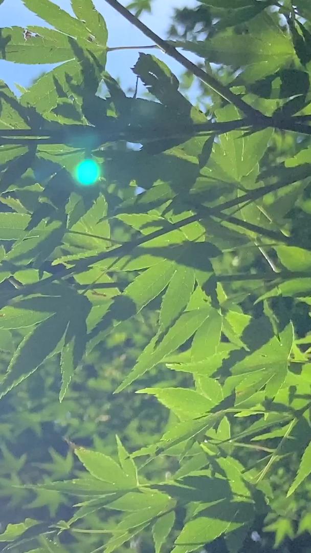 真正的正午阳光穿过枫叶唯美空镜视频的预览图