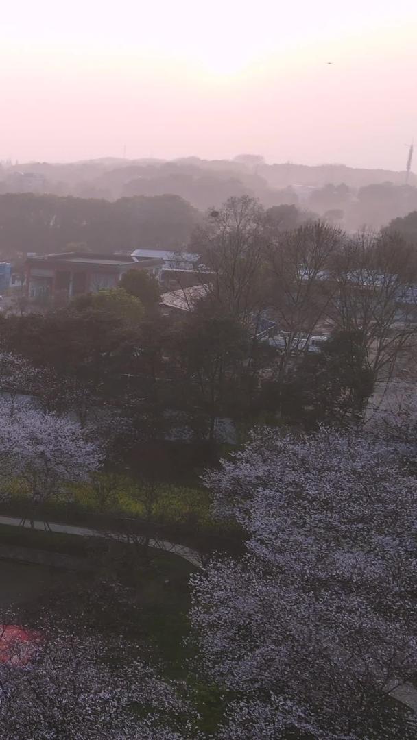 春季周边航拍樱花季城市标志樱花园素材视频的预览图