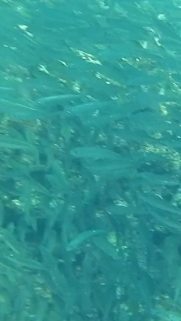 沙丁鱼海洋动物视频的预览图