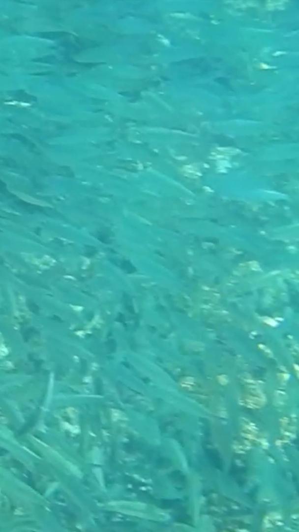 沙丁鱼海洋动物视频的预览图