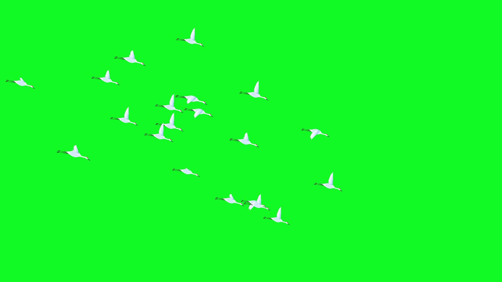 群鸟飞翔带通道4K视频的预览图