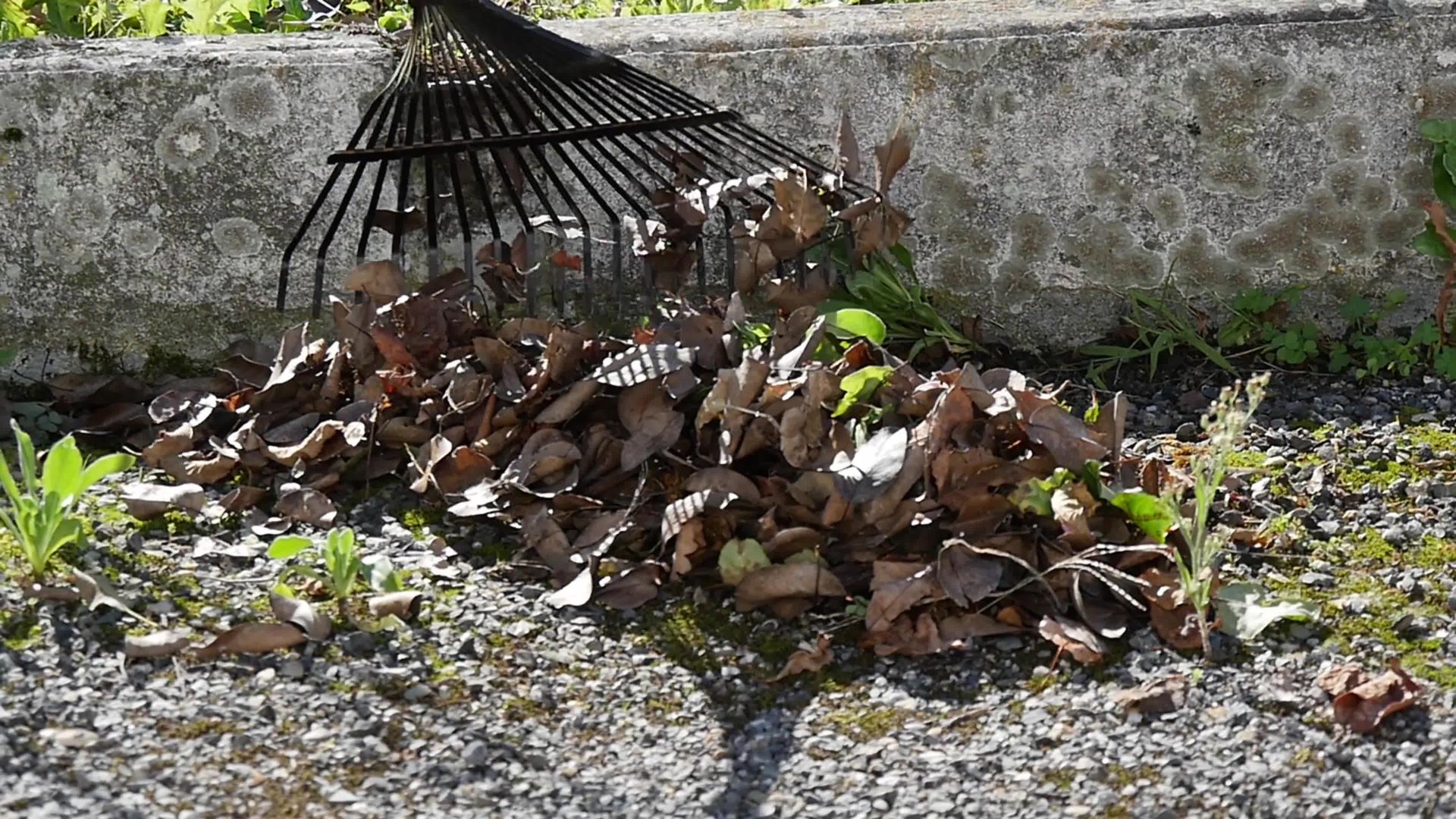 一个女人在花园里扫了枯叶视频的预览图