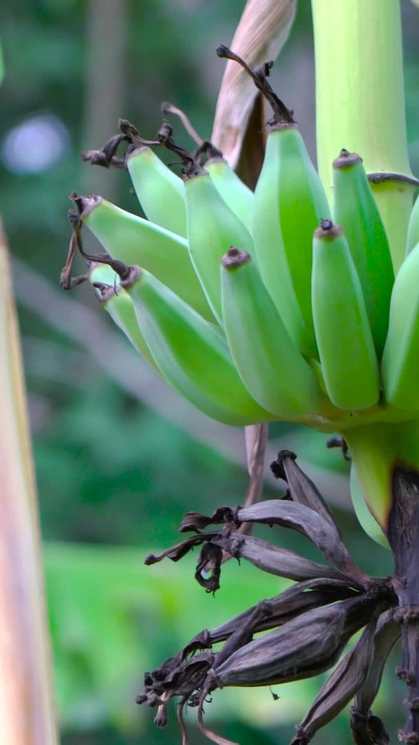 香蕉树及其香蕉果实集合在一起视频的预览图