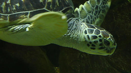 海底海龟实拍视频的预览图