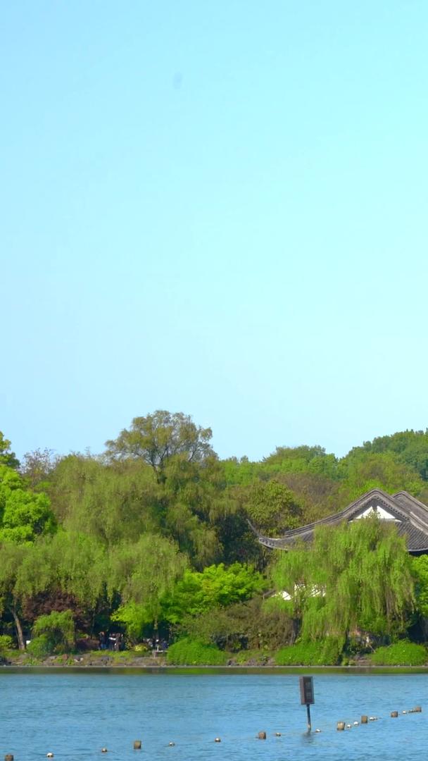 实拍杭州西湖雷峰塔春意盎然视频的预览图