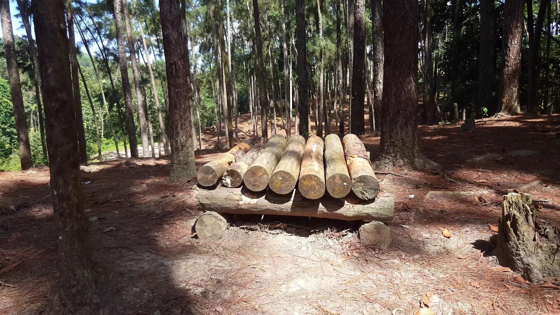 丛林中的木原木视频的预览图