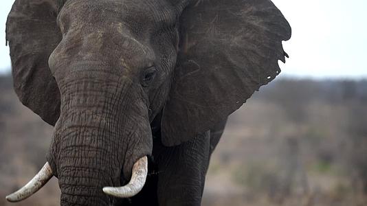 非洲野外的大象视频的预览图