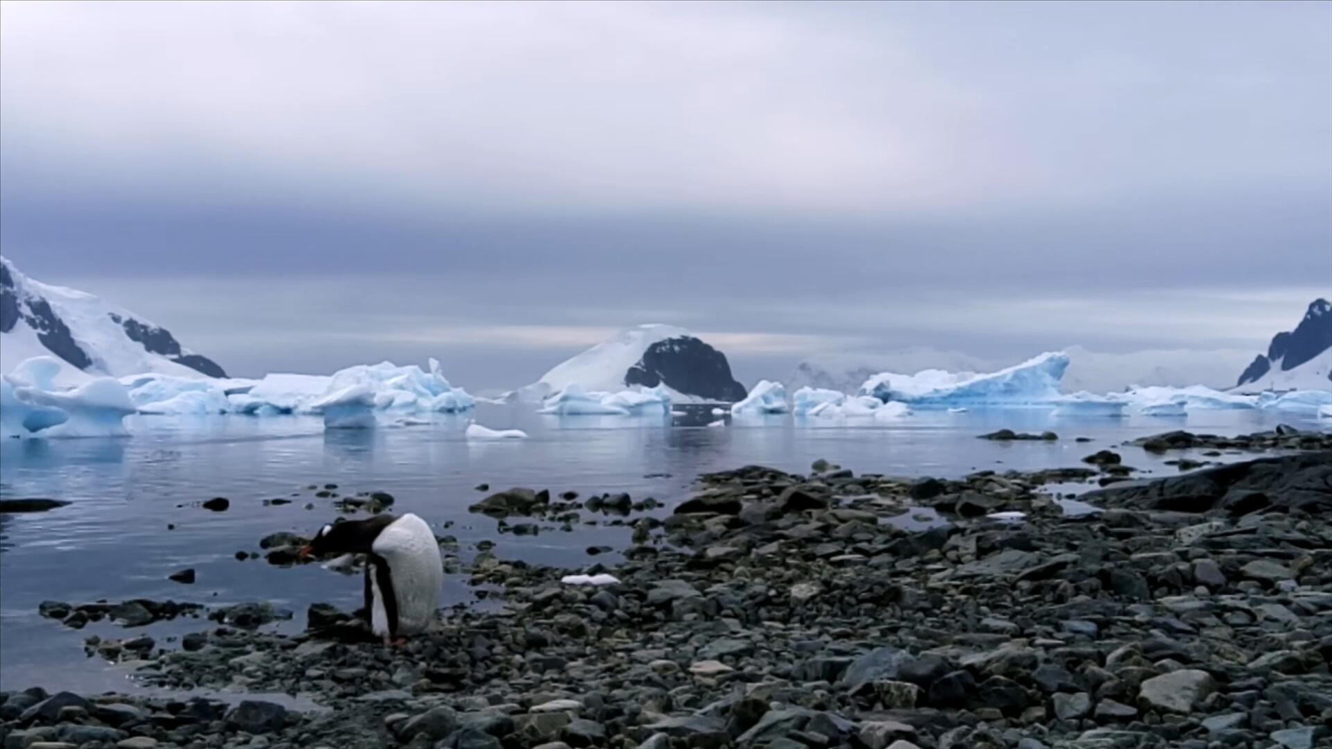 南极大陆上的一只企鹅视频的预览图