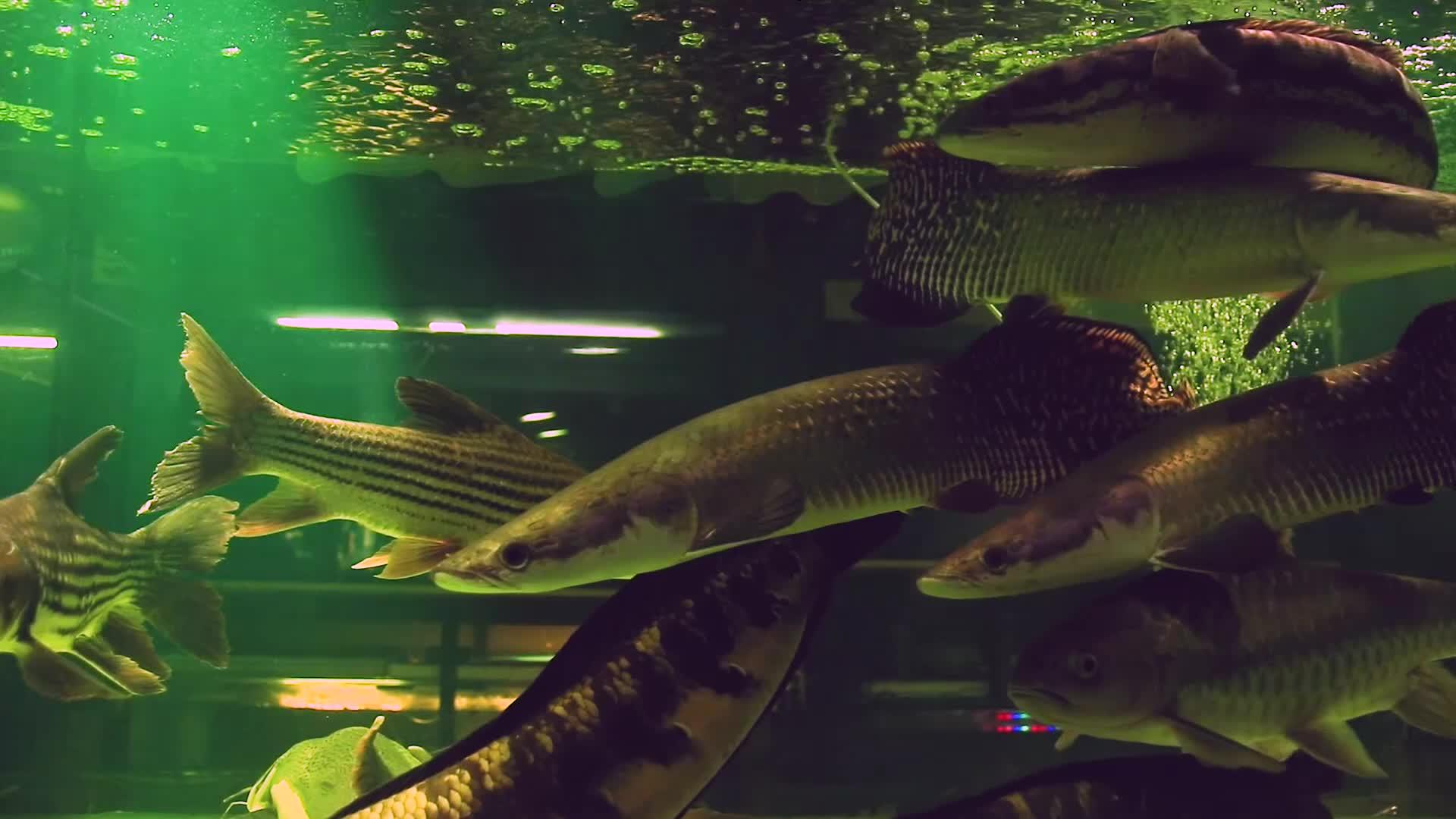 来自亚马孙河的各种外来淡水保存在鱼缸中视频的预览图
