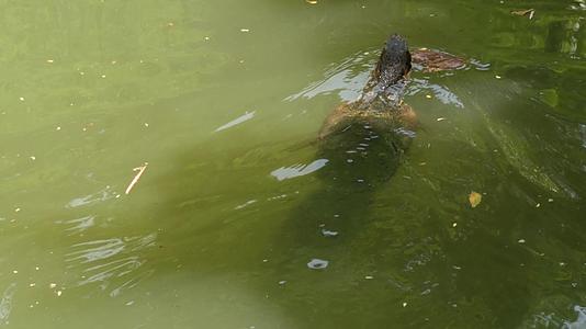 花生酱蒸汽喷雾器位于河岸湖泊或池塘附近的绿色草地上；食肉动物视频的预览图