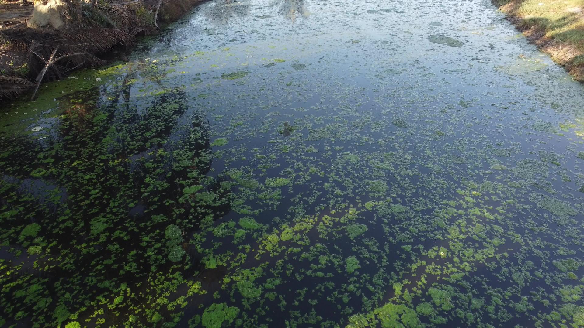 监测蜥蜴在河中游泳视频的预览图