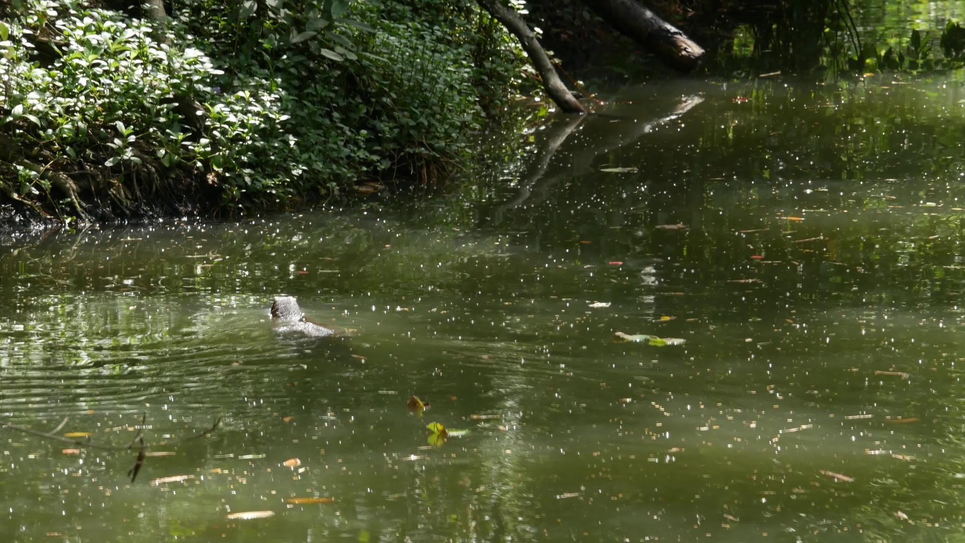 花生酱蒸汽喷雾器位于河岸湖泊或池塘附近的绿色草地上；食肉动物视频的预览图