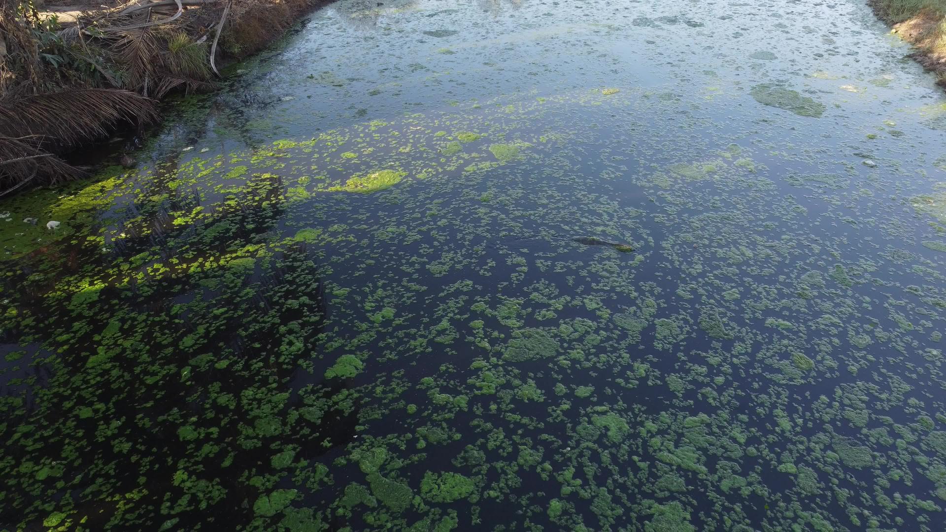 监视蜥蜴寻找食物视频的预览图