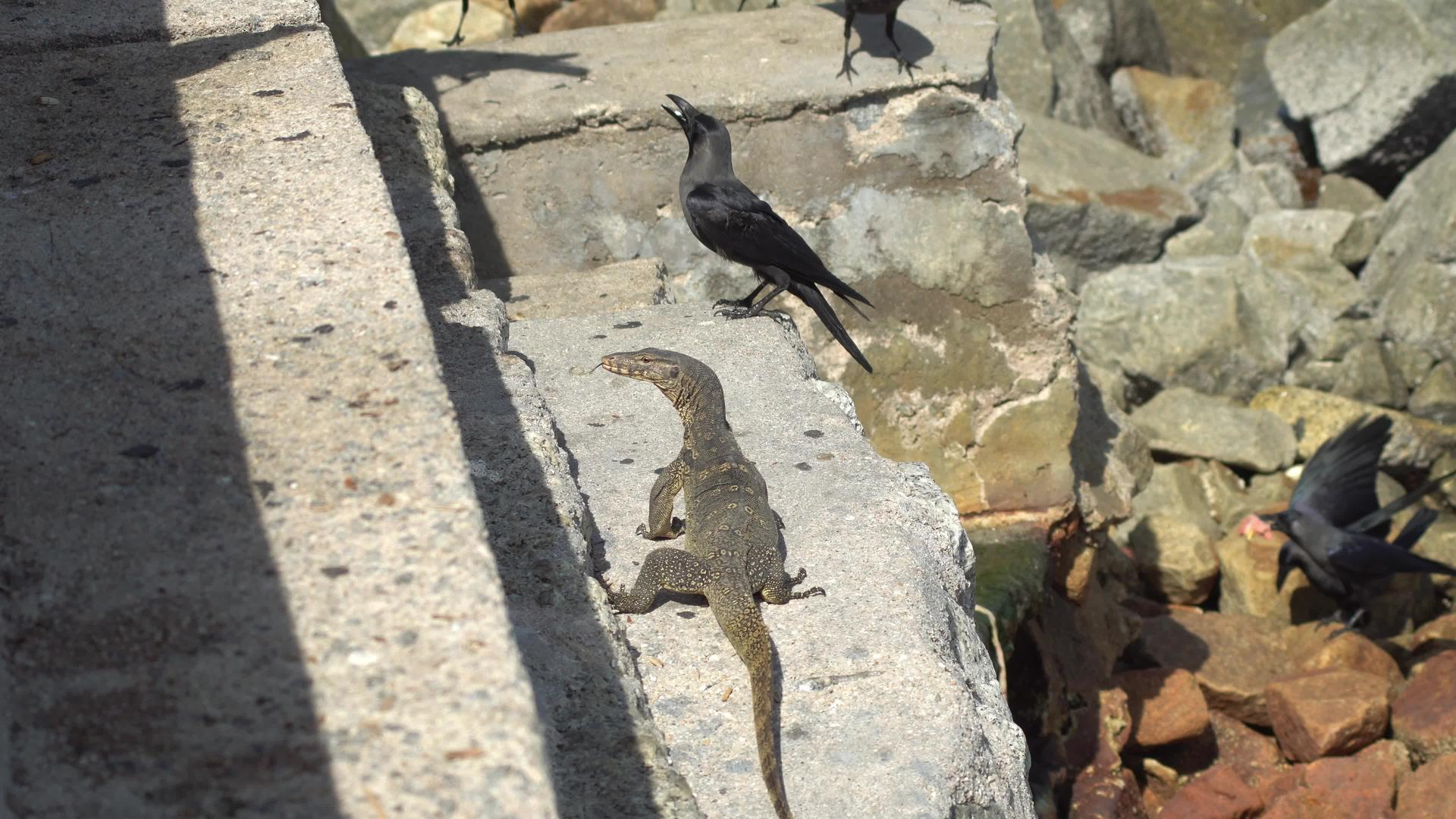 监视蜥蜴和乌鸦寻找食物视频的预览图