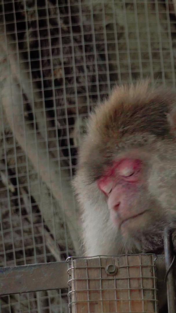 实拍动物猴子视频素材视频的预览图