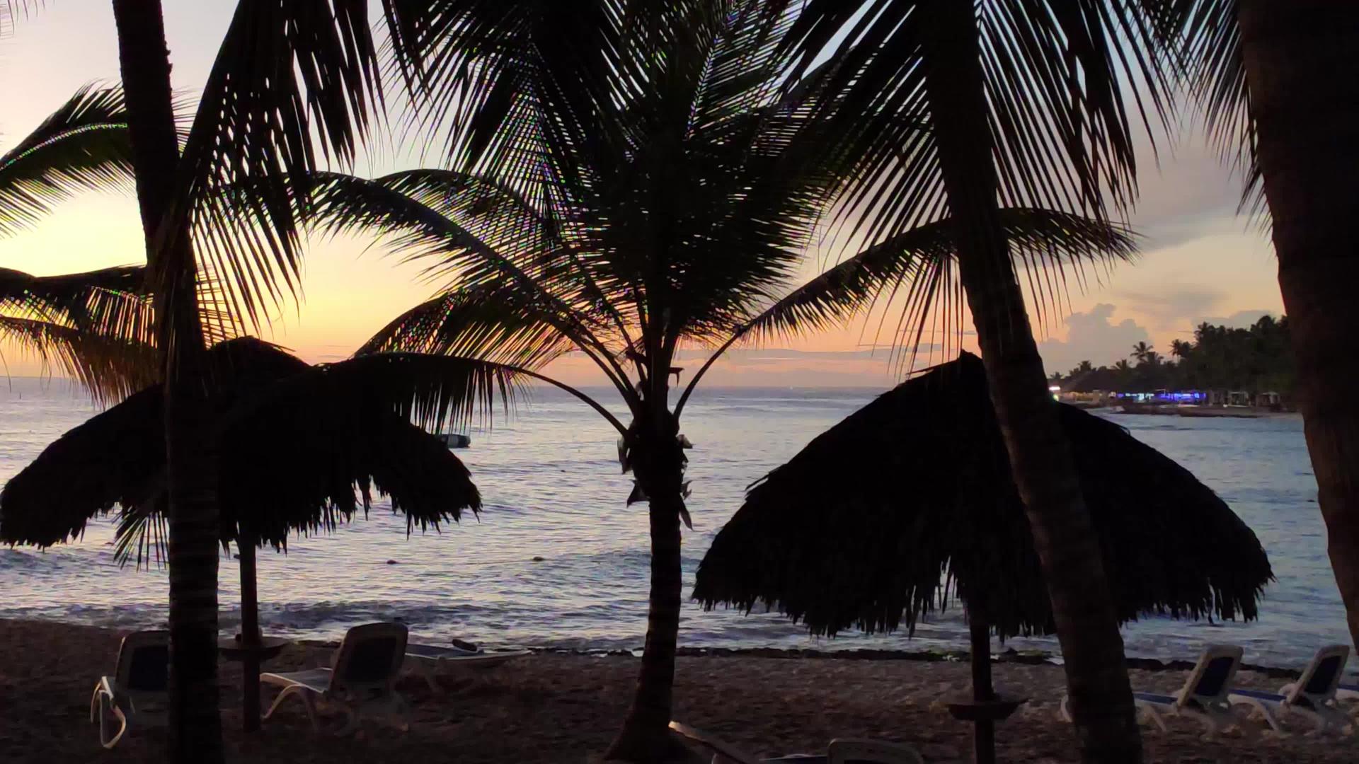 日落时棕榈树周光视频的预览图