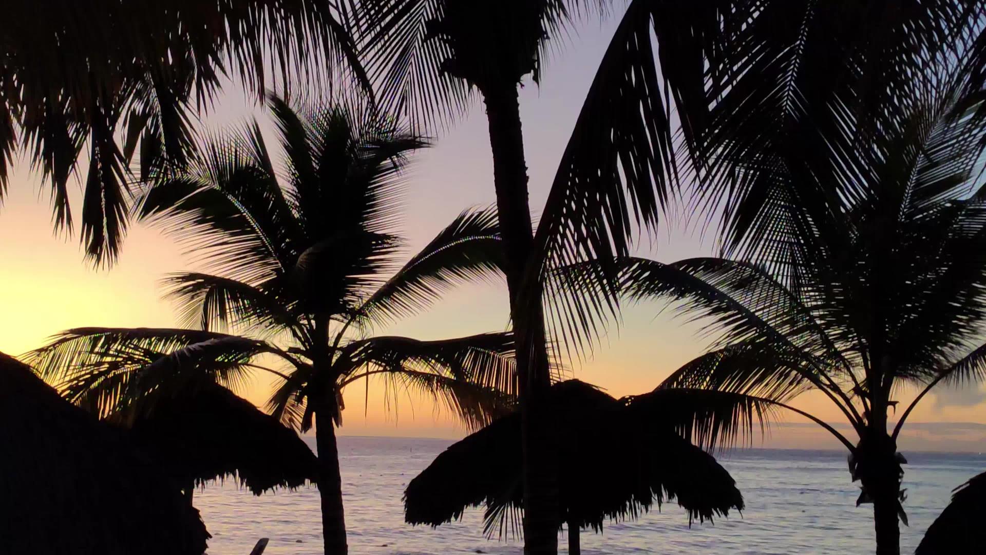 日落2时棕榈树的轮廓视频的预览图