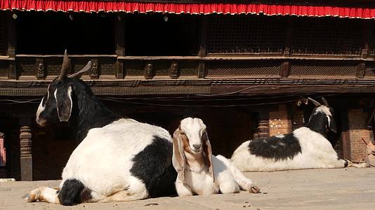 山羊东方古城地震后的日常生活在加德满都巴克塔普尔休息视频的预览图