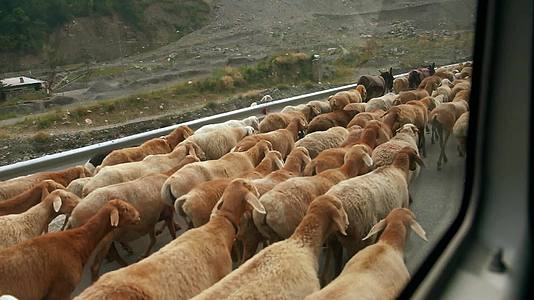 沿着帕克斯路行走的羊群从一辆移动的当地公共汽车上看着视频的预览图