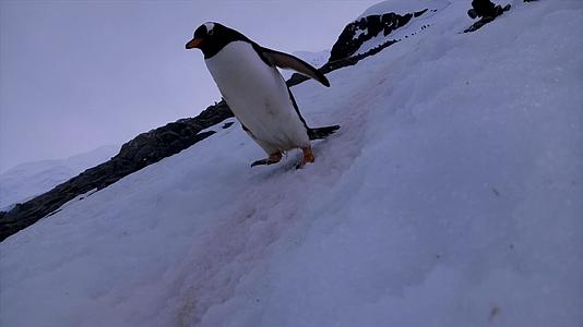 隐藏拍摄小企鹅进入视野视频的预览图