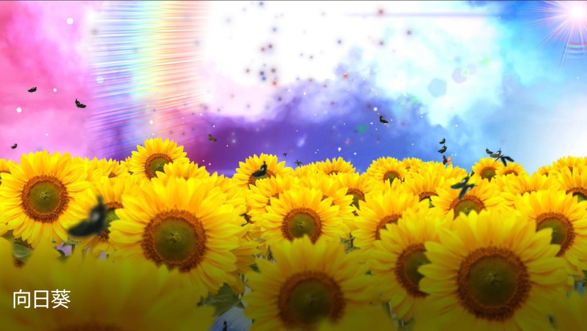 星空云层穿梭向日葵视频的预览图