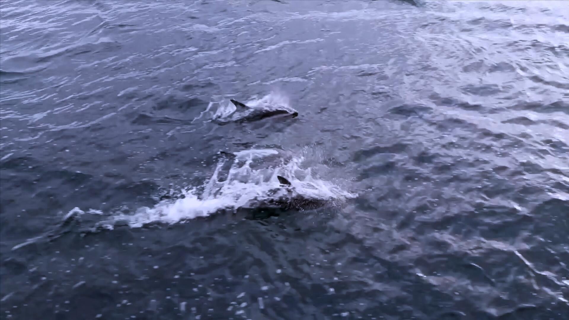 海洋中跳跃的海豚视频的预览图
