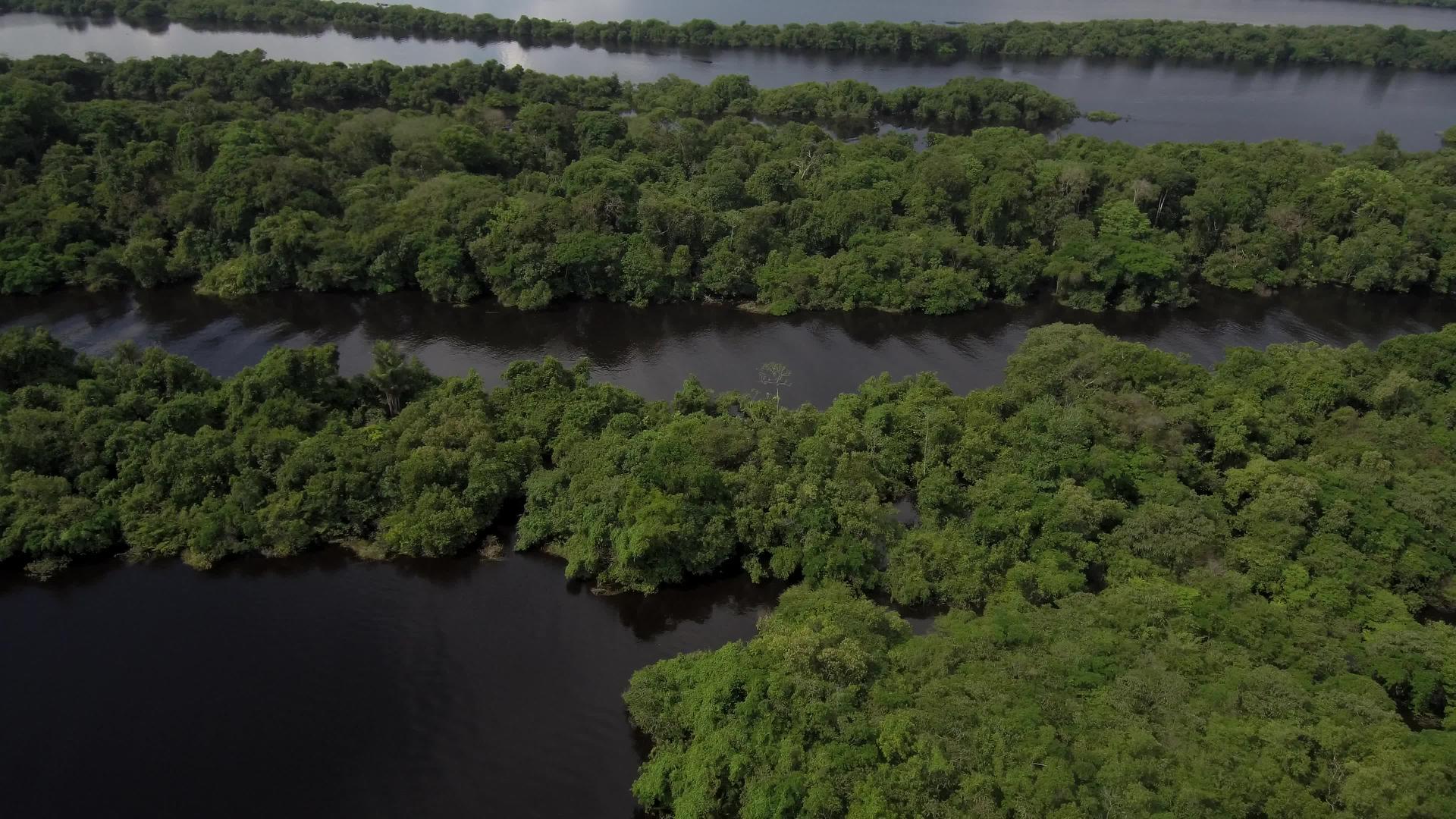 亚马逊森林在巴西亚马利亚那罗河上的亚马逊森林视频的预览图