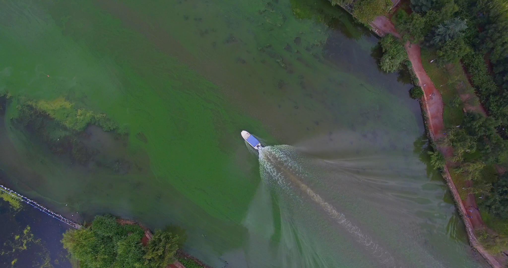 4k城市湖泊雨林中航行的快艇航拍视频的预览图